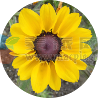 MesaExif v2.4.22