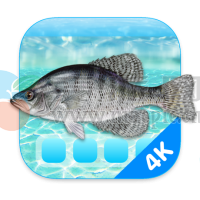 Aquarium 4K – Live Wallpaper v1.1.0